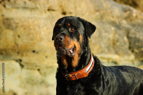 Rottweiler dog outdoor portrait by rocks