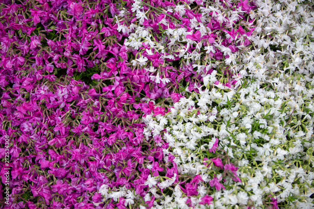 Close-up on many white and purple small field of flowers. background