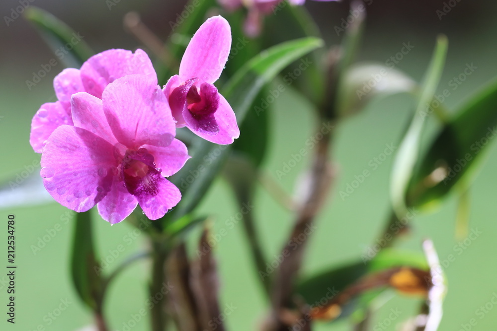 Close up transparency purple orchid flowers on green background Close up transparency purple orchid flowers on green background