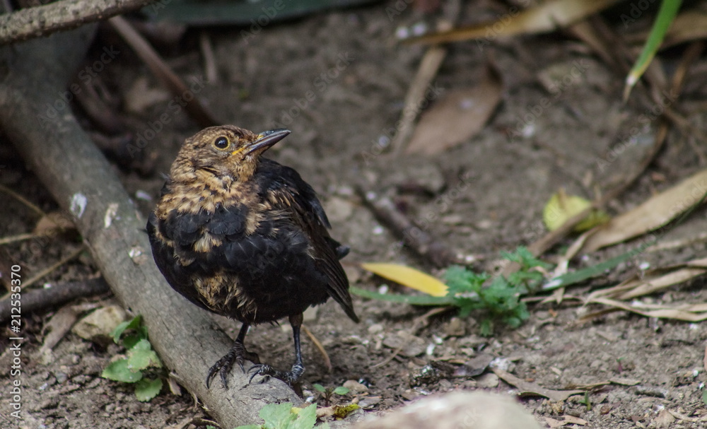 Close up image of a fledgling blackbird with copy space Close up image of a fledgling blackbird with copy space