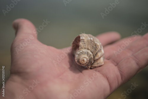 shell of rapana in the palm of your hand