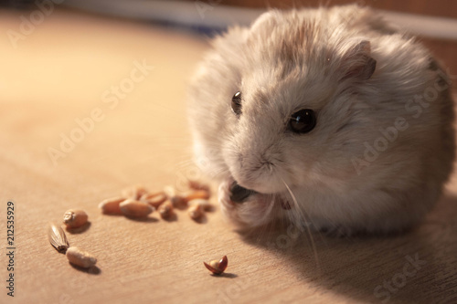 hamster
