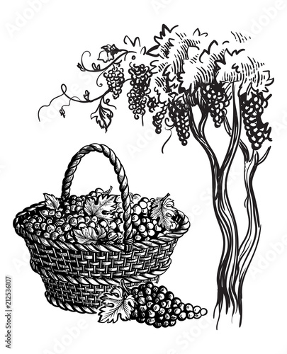 Basket with grapes and tree. Vector sketch illustration