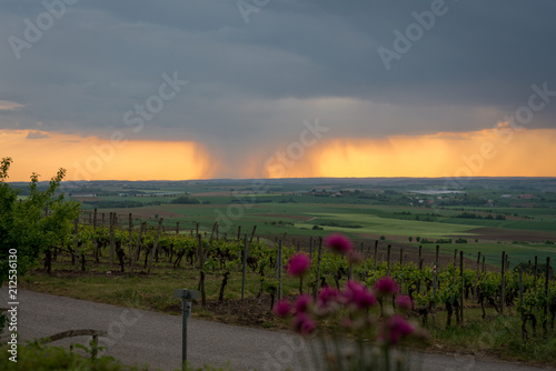 Regen am Abend im Weinberg