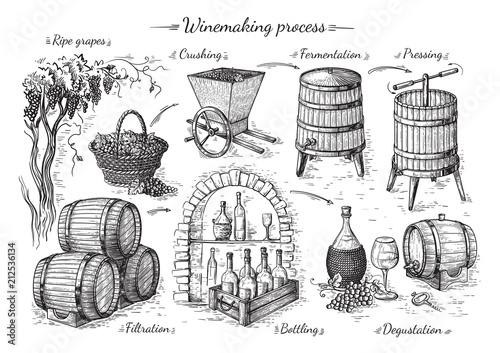 process of wine production. Vector sketch illustration