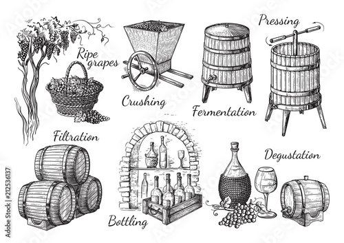 process of wine production. Vector sketch illustration