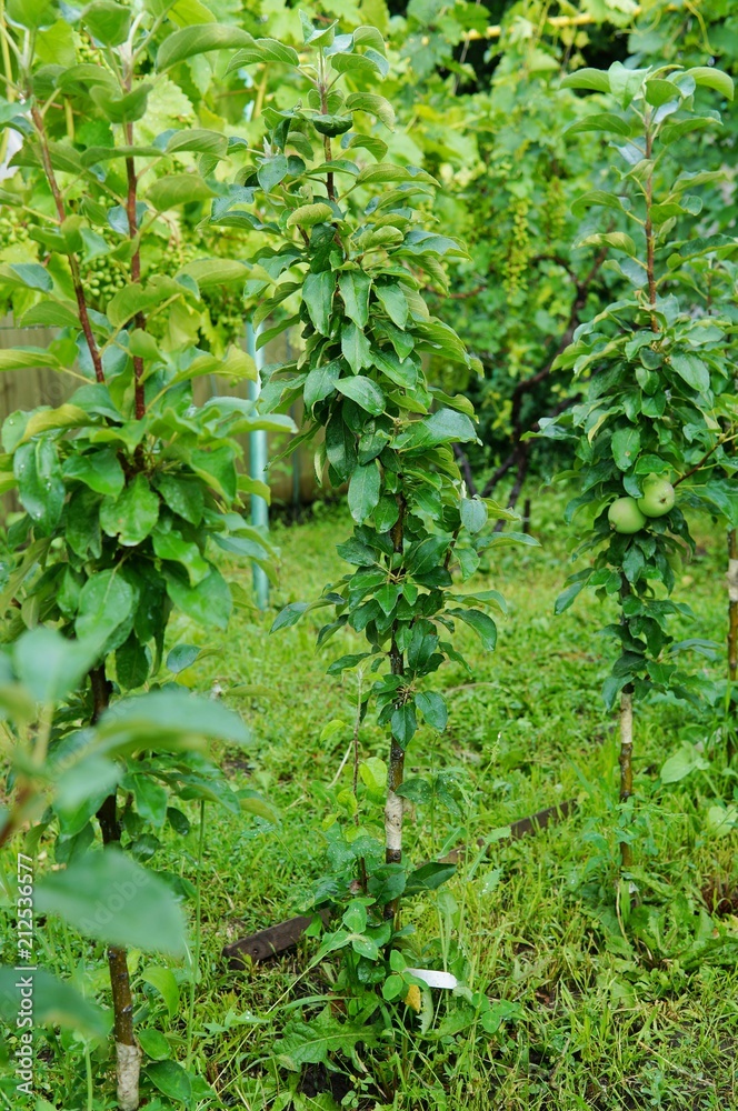Ripe apples on a columnar apple tree in the garden in Voronezh, Russia Ripe apples on a columnar apple tree in the garden in Voronezh, Russia