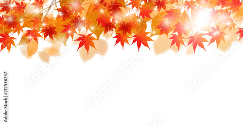 紅葉　もみじ　秋　背景 