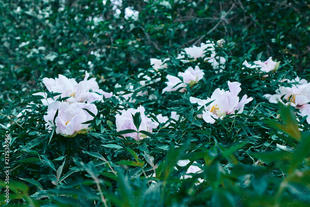 Obraz Spring garden with blooming white peonies. Natural background