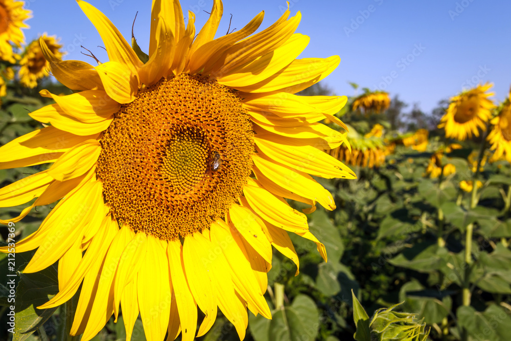 Naklejka premium Yellow sunflowers against the blue sky