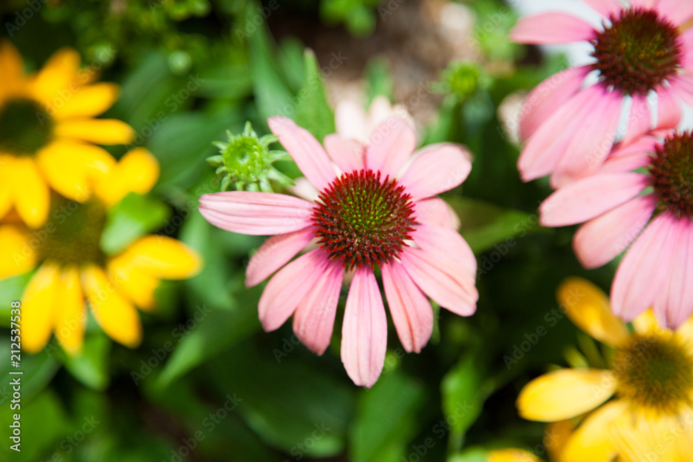 Obraz premium コスモスの花