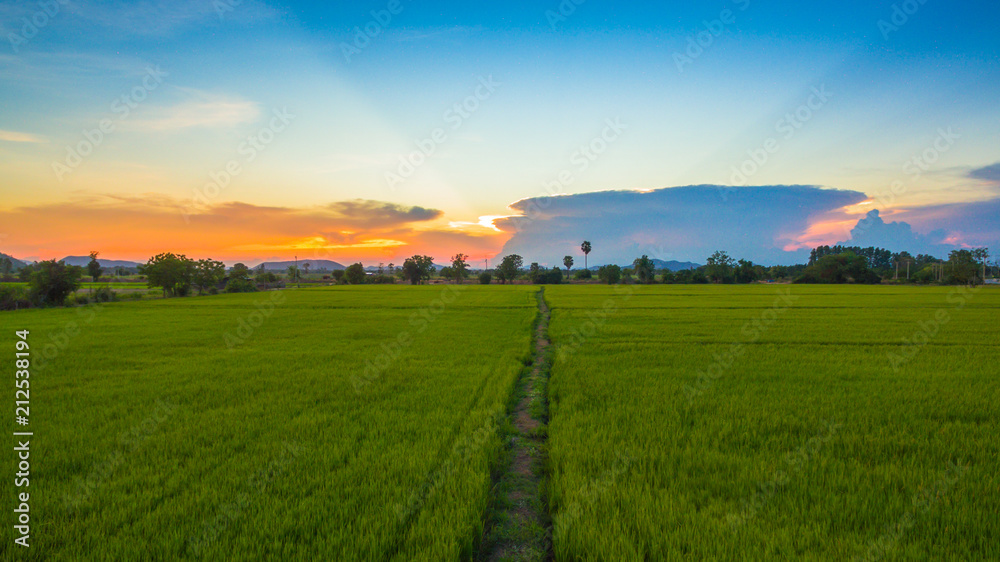 a small walk way in the rice field and it use for keep revel of water for grow rice a small walk way in the rice field and it use for keep revel of water for grow rice