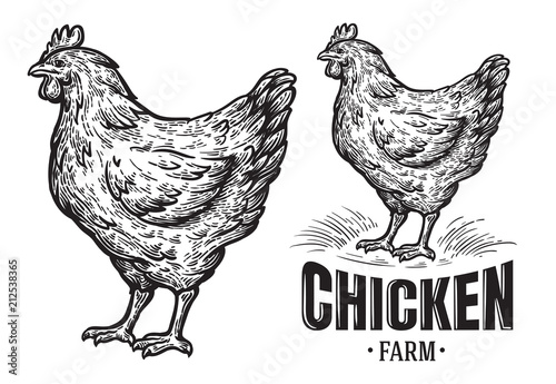 Chicken farm emblem on white background.. Vector illustration