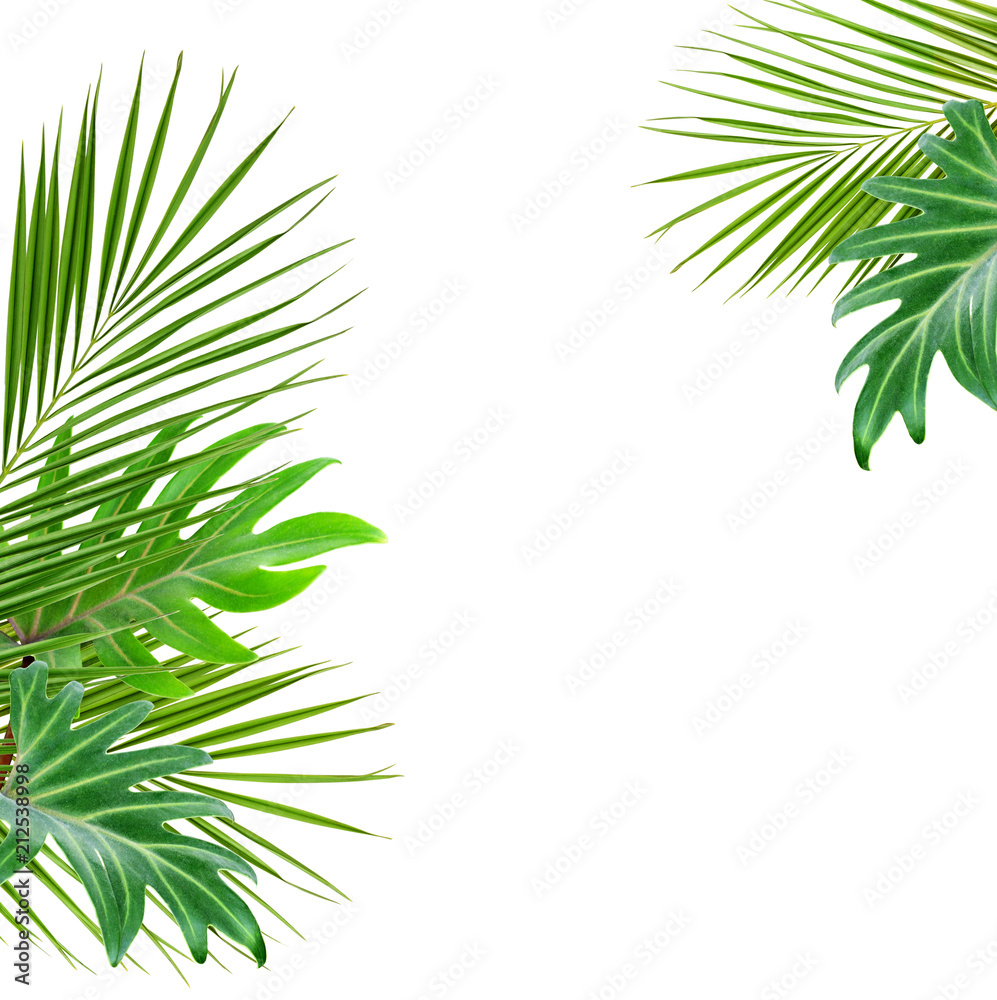 Green palm branches and monstera leaves