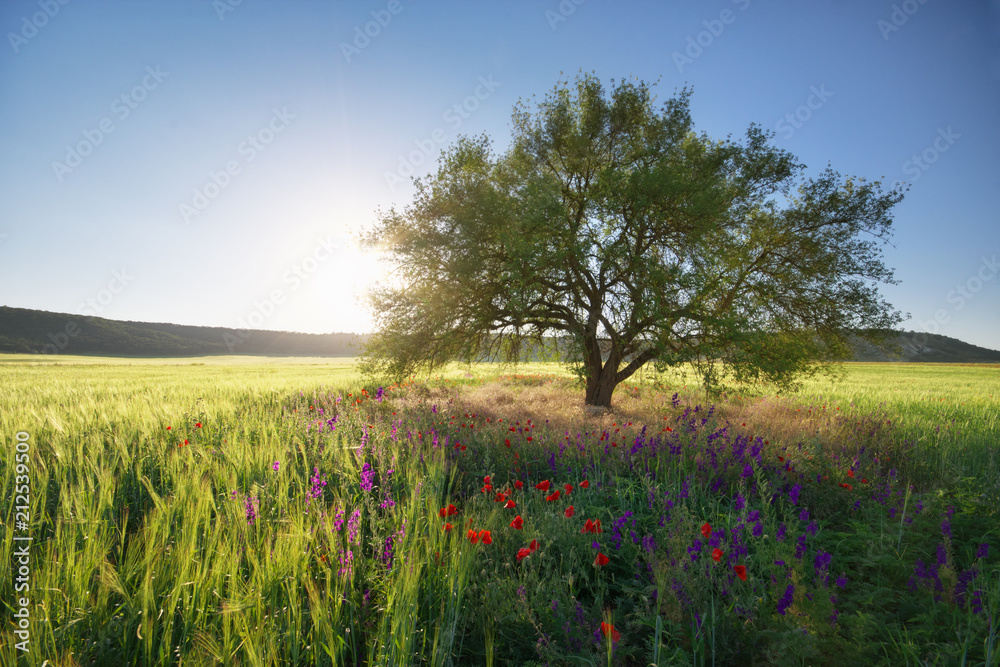 Fototapeta premium Green meadow in and spring tree.