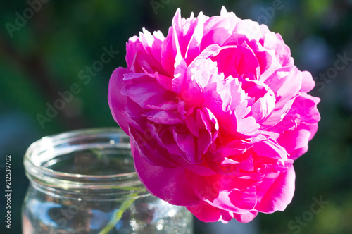 peonies, summer vacation, garden, flowers, pink, ecology, natural