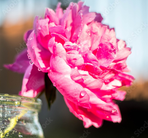 peonies, summer vacation, garden, flowers, pink, ecology, natural