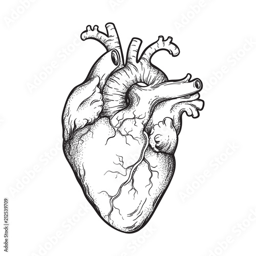 Human heart anatomically correct hand drawn line art and dotwork. Flash tattoo or print design vector illustration.