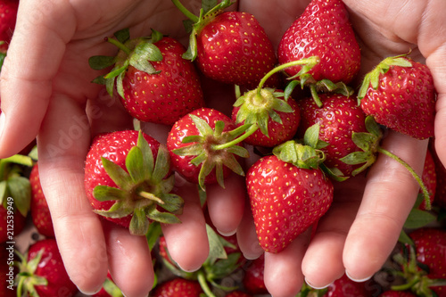 In a woman s hands juicy red strawberry close-up. Flat lay