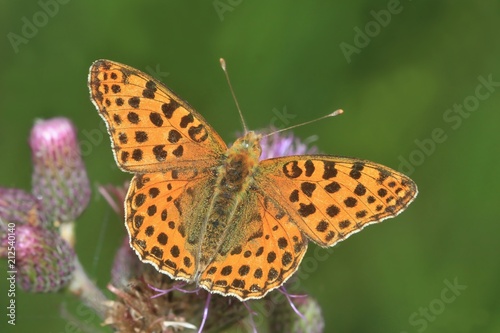 Butterfly Queen of Spain fritillary sitting on the thistle with green background. Issoria lathonia