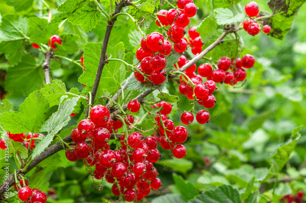 Ripe red currants with green leaves in a garden