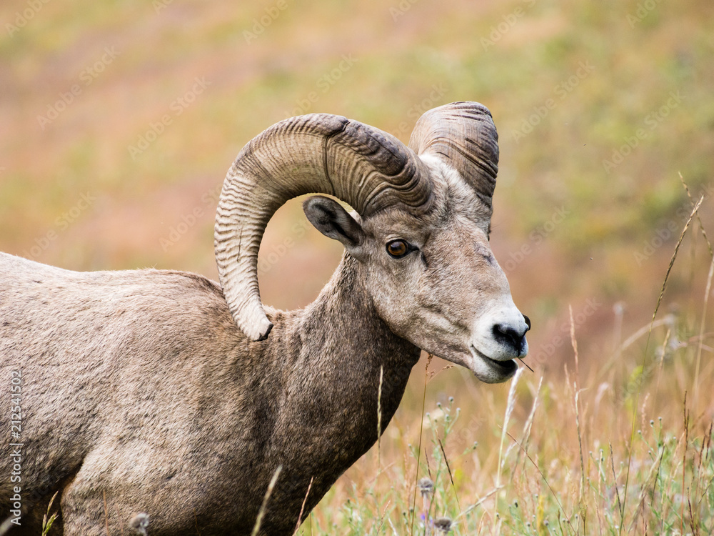 Naklejka premium American bighorn sheep on a meadow in National Bison Range - Montana, USA