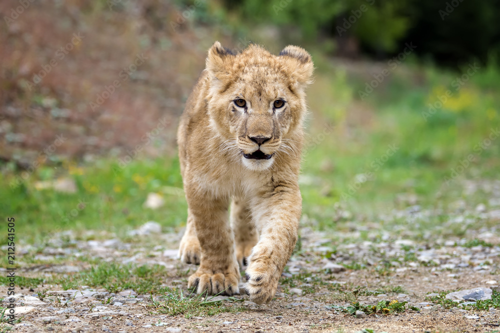 Fototapeta premium Young lion cub in the wild