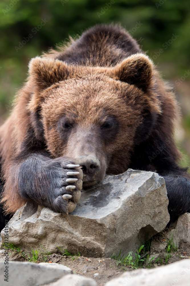 Brown bear (Ursus arctos) portrait in forest Brown bear (Ursus arctos) portrait in forest