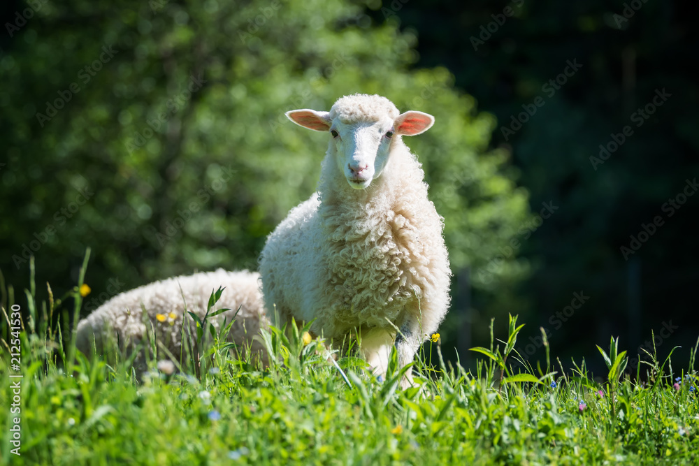 Naklejka premium Sheep in a meadow