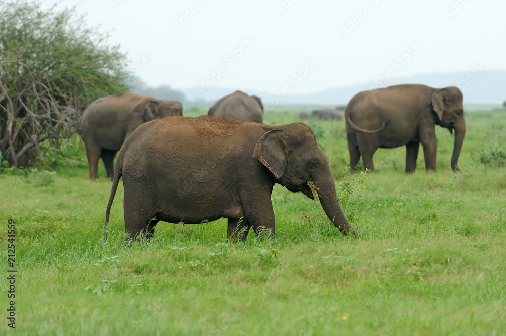 Elephants in National Park Elephants in National Park