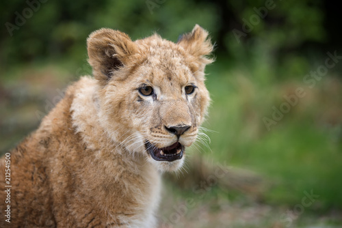 Fototapeta Naklejka Na Ścianę i Meble -  Young lion cub in the wild