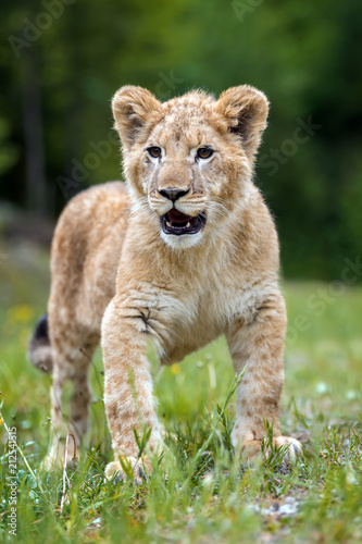 Fototapeta Naklejka Na Ścianę i Meble -  Young lion cub in the wild