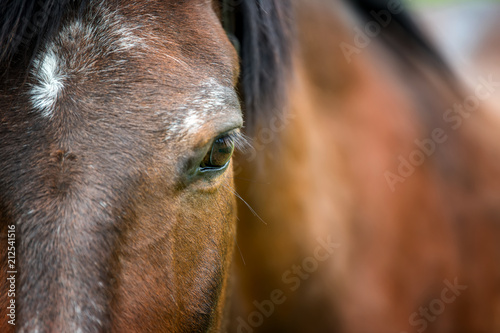 Fototapeta Naklejka Na Ścianę i Meble -  Eye of Arabian bay horse