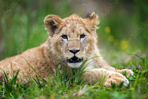 Fototapeta Naklejka Na Ścianę i Meble -  Young lion cub in the wild