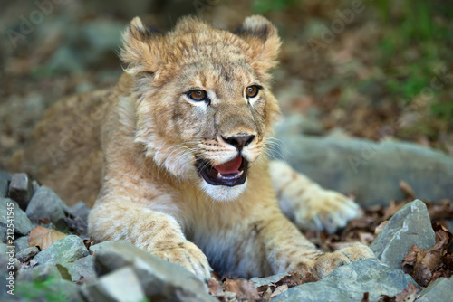 Fototapeta Naklejka Na Ścianę i Meble -  Young lion cub in the wild