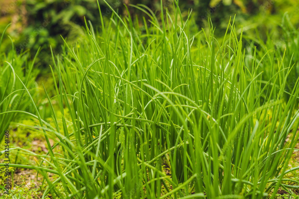 close-up of onion plantation after the watering close-up of onion plantation after the watering