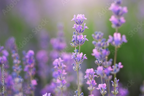 Lavender closeup flower