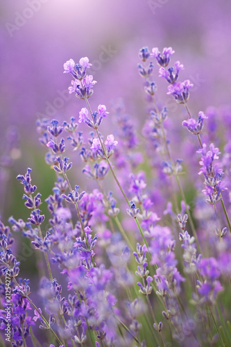 Lavender flowers nature.