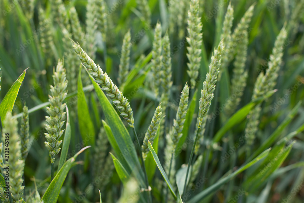 Agriculture. Field. Wheat, rye, cereals. Green spikelets in the field Agriculture. Field. Wheat, rye, cereals. Green spikelets in the field