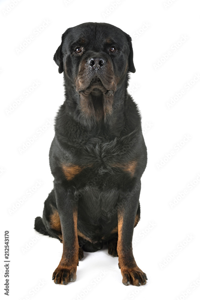 rottweiler in studio