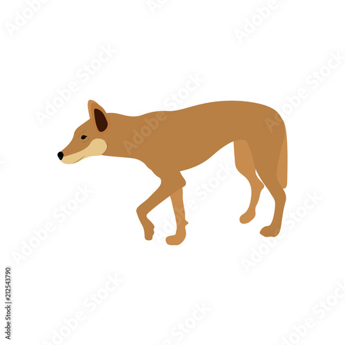 The Australian Dingo photo