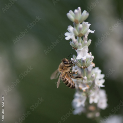 the bee on the white lavender flower © NJ