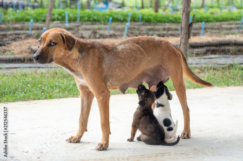 Puppies sucking milk from breast © Mumemories