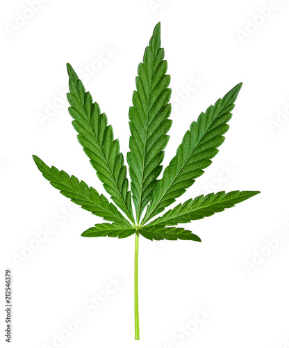Cannabis leaf isolated on white. Hemp leaf close up. Marijuana drugs is produced from Cannabis leaf.