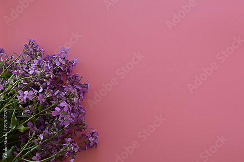 Matthiola  lilac with green leaves on a pink background