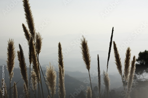 Fototapeta Naklejka Na Ścianę i Meble -  mountain ranges in Northern Thailand stretching into the distance covered in fog and smoke, Southeast Asia