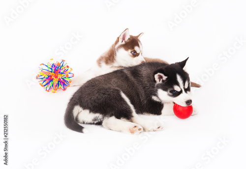Two Siberian Husky puppy playing with a toys.