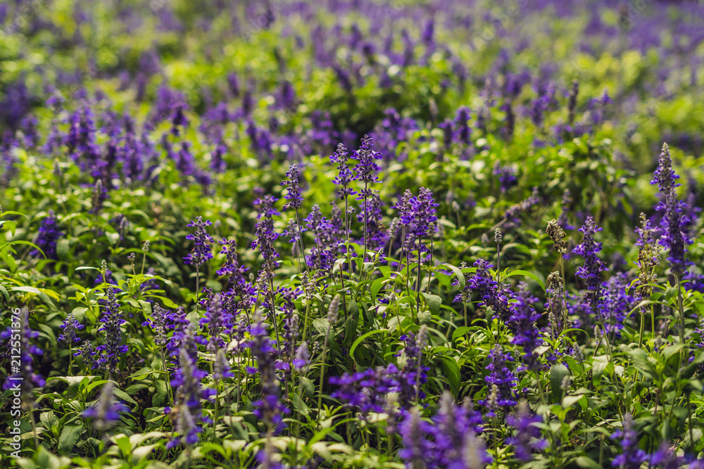 Lavender flowers at sunlight in a soft focus, pastel colors and blur background Lavender flowers at sunlight in a soft focus, pastel colors and blur background