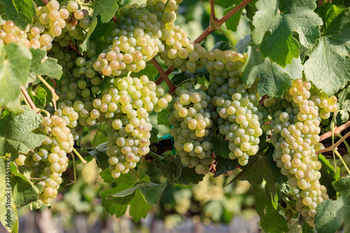 Multiple bunches of ripe Chenin Blanc grapes on summer vine