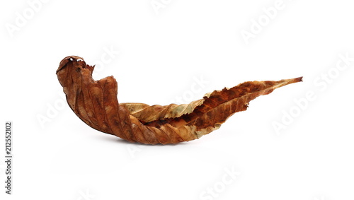 Dry chestnut leaf isolated on white background